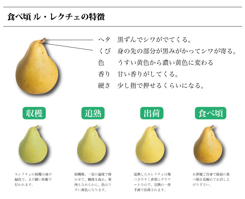 送料無料　贈答品　ギフト　家庭用　贈り物　TasteJapan　お歳暮　【予約受付中】ルレクチェ　新潟県産　生産者・やまきん果樹園　洋梨　良品　(9～10玉)　4kg　高級