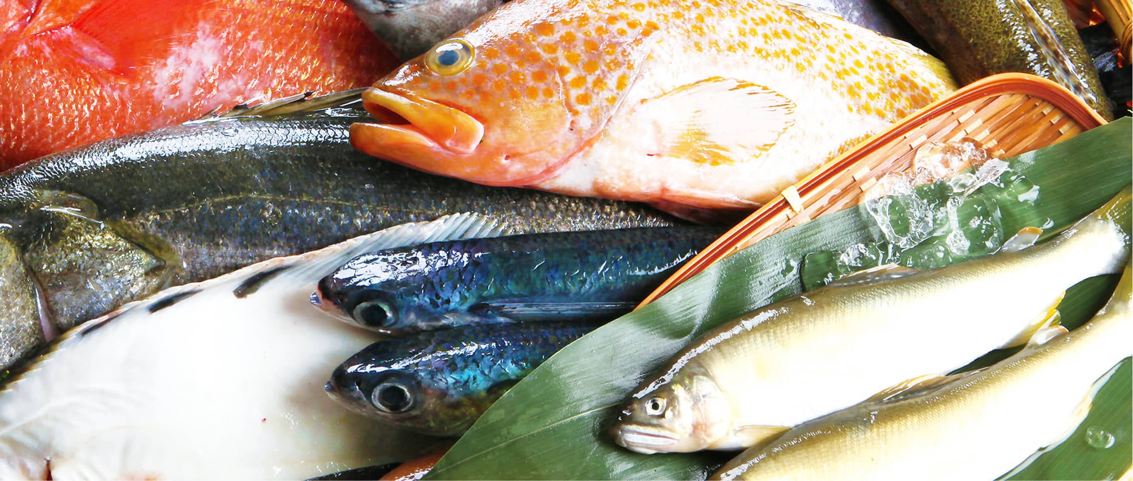 魚の写真01
